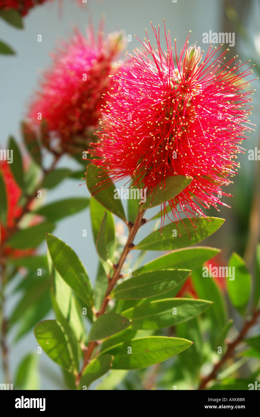 Dettaglio di un fiore rosso Foto Stock