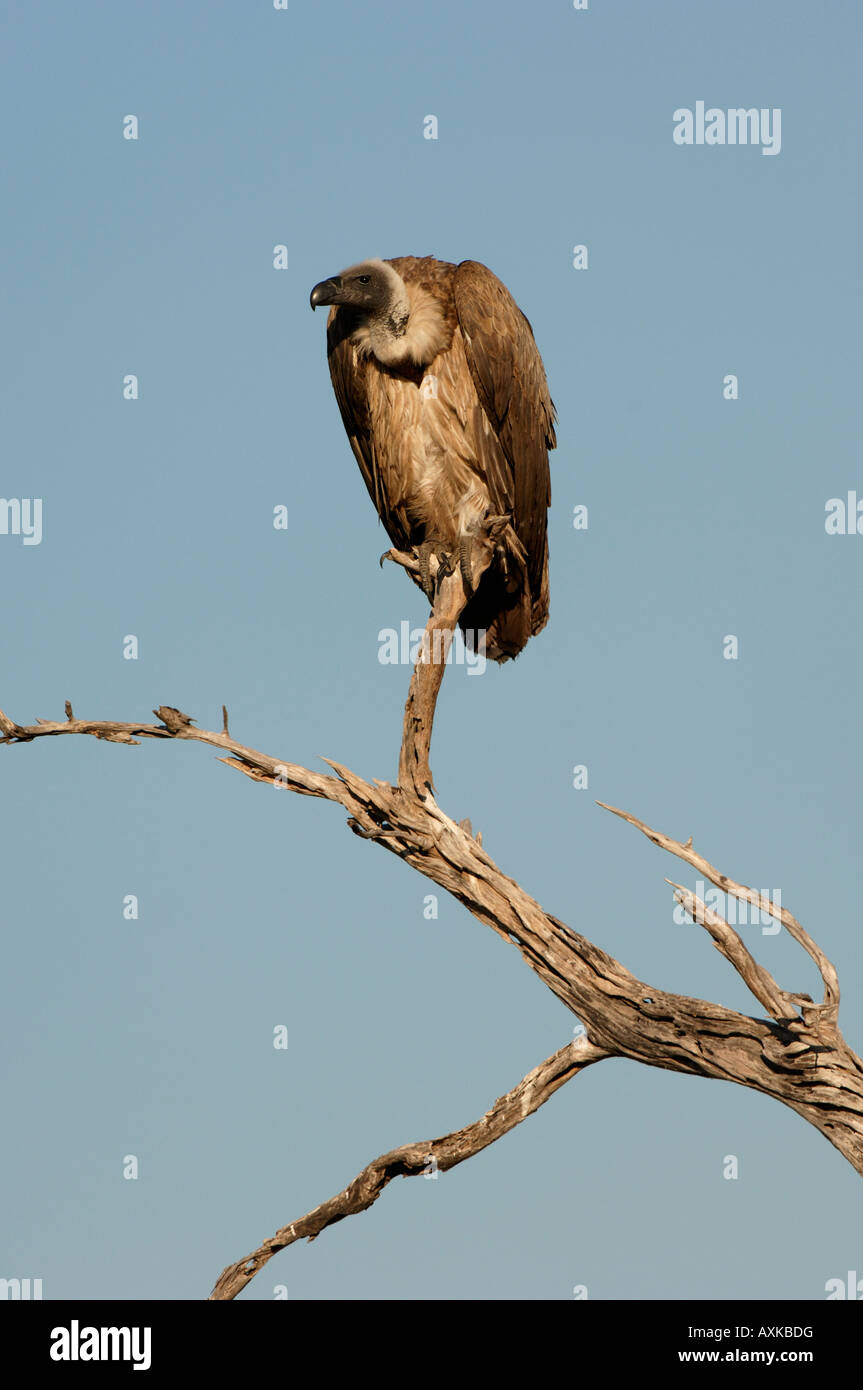 Dorso bianco Vulture Gyps africanus appollaiato sul ramo morto Botswana Foto Stock