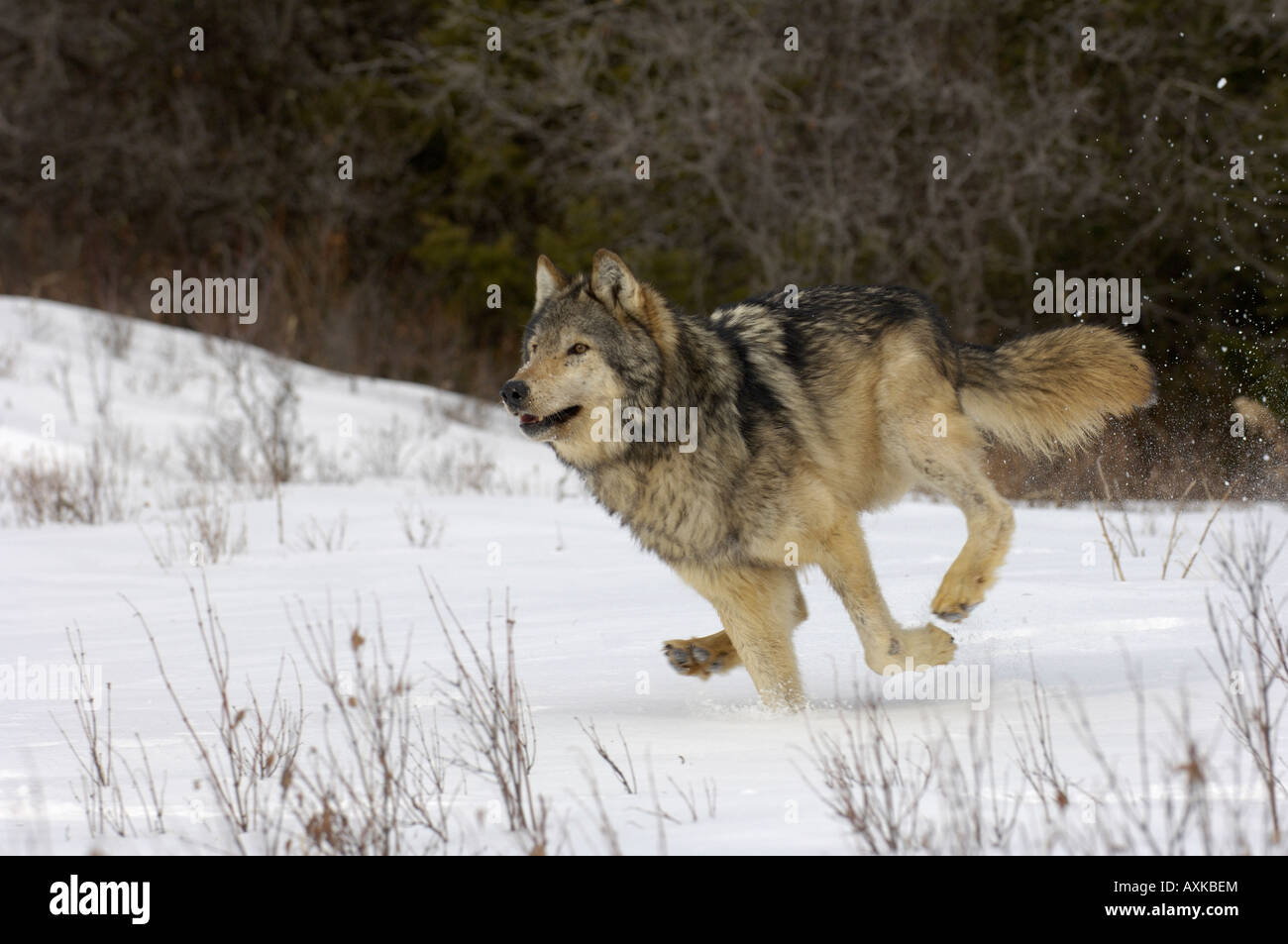 Legname Wolf Canis lupus in esecuzione nella neve captive USA Foto Stock