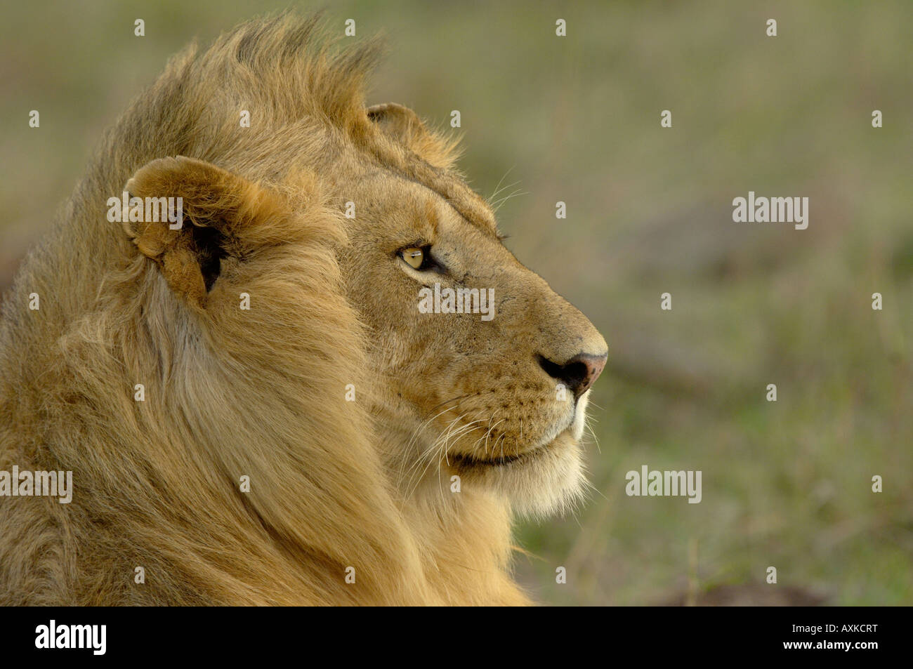 Lion Panthera leo Masaii Mara Kenya giovane maschio fino in prossimità della testa dal lato Foto Stock