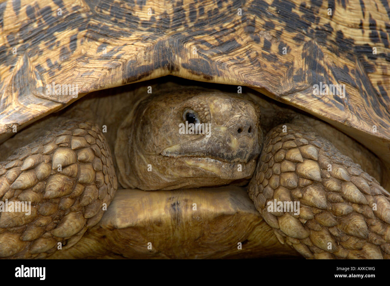 Leopard Tartaruga Geochelone pardalis Masaii Mara Kenya vicino la vista dalla parte anteriore Foto Stock
