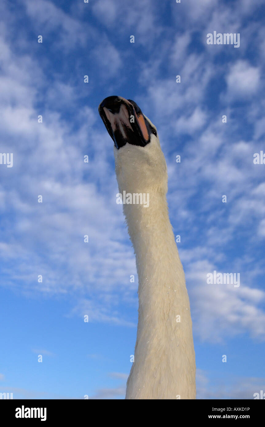 Cigno Cygnus olor vista di testa e collo teso da sotto contro il cielo blu UK Foto Stock