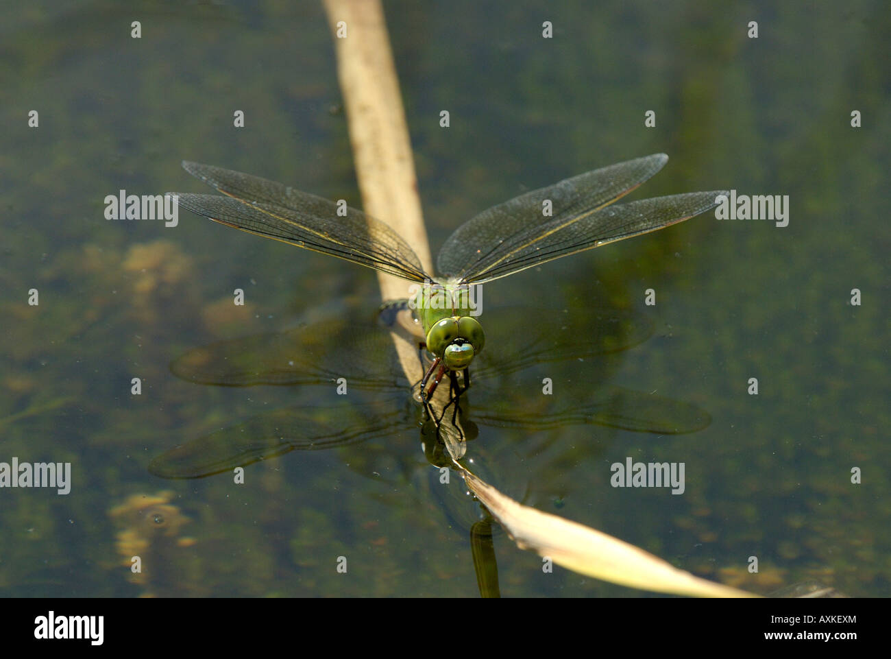 Imperatore femmina libellula Anax imperator la deposizione delle uova nel Suffolk REGNO UNITO Foto Stock