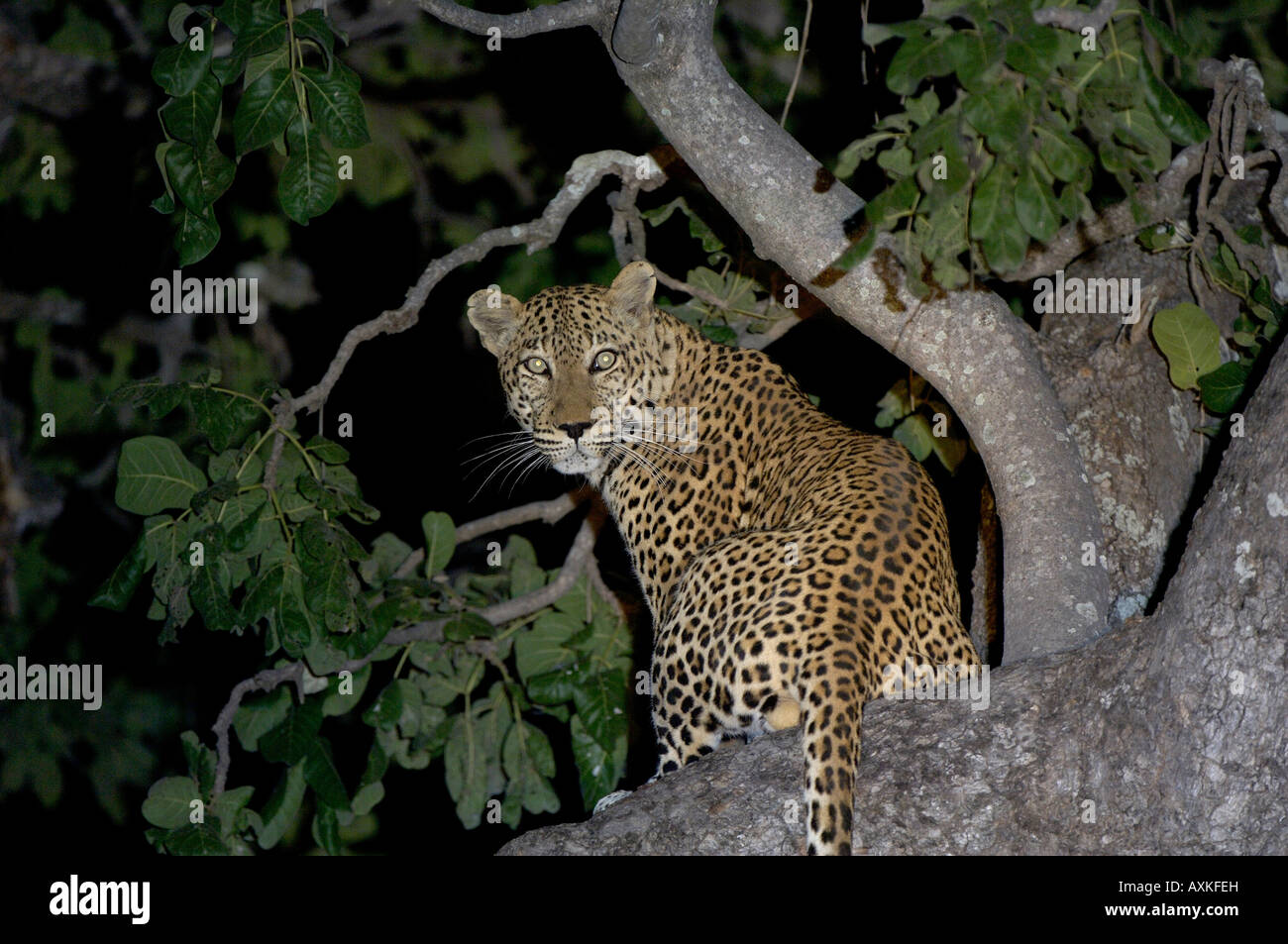 Leopard Panthera pardus South Luangwa National Park in Zambia nella struttura ad albero di notte Foto Stock