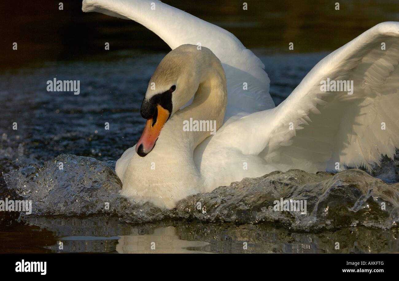 Cigno Cygnus olor Oxfordshire UK cob maschio comportamento aggressivo Foto Stock