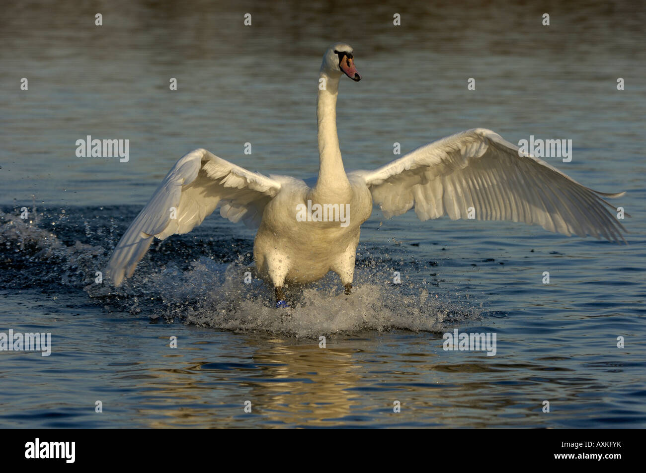 Cigno Cygnus olor Buckinghamshire UK atterraggio su acqua Foto Stock