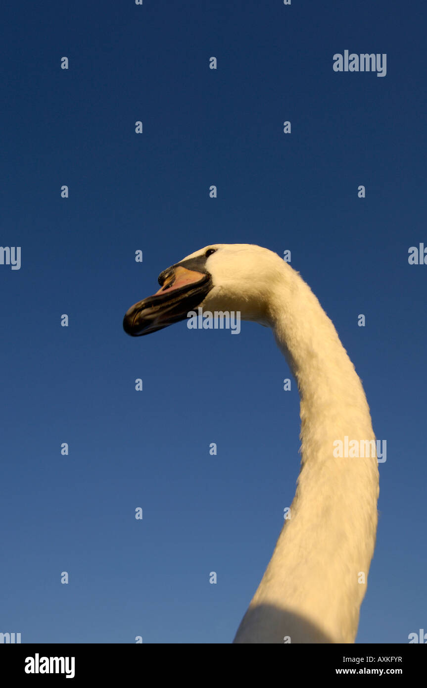 Cigno Cygnus olor Buckinghamshire REGNO UNITO guardando il capo da sotto il cielo blu abstract Foto Stock