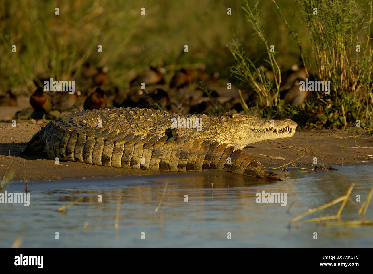 Coccodrillo del Nilo Crocodylus niloticus Shire River Malawi Foto Stock