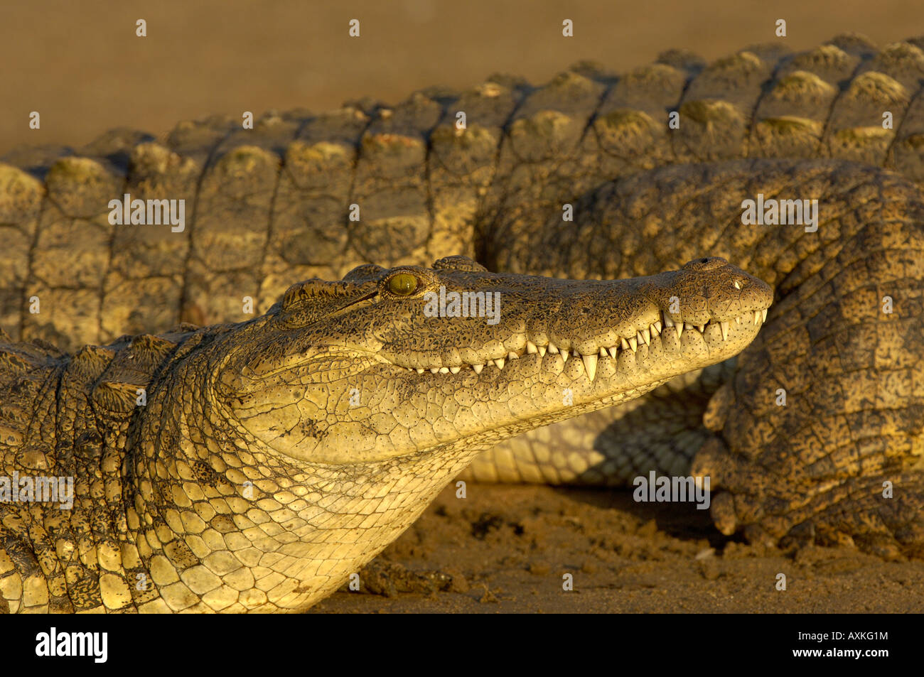 Coccodrillo del Nilo Crocodylus niloticus Shire River Malawi Foto Stock