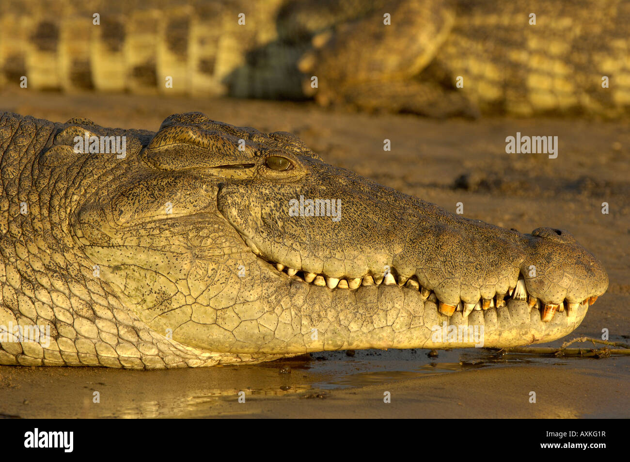 Coccodrillo del Nilo Crocodylus niloticus Shire River Malawi close up della testa Foto Stock