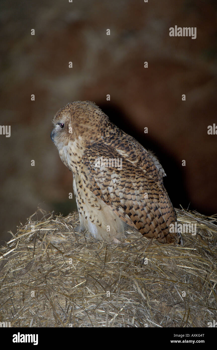 Pel s Fishing Owl Scotopelia peli Chongwe inferiore del fiume Zambesi National Park Zambia appollaiato sul nido Hammerkop Foto Stock