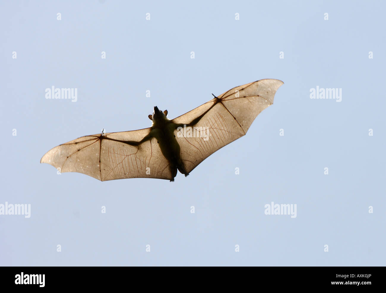 Paglia colorata frutta Bat Eidolon helvum Kasanka National Park nello Zambia in volo vista da sotto le ali distese Foto Stock