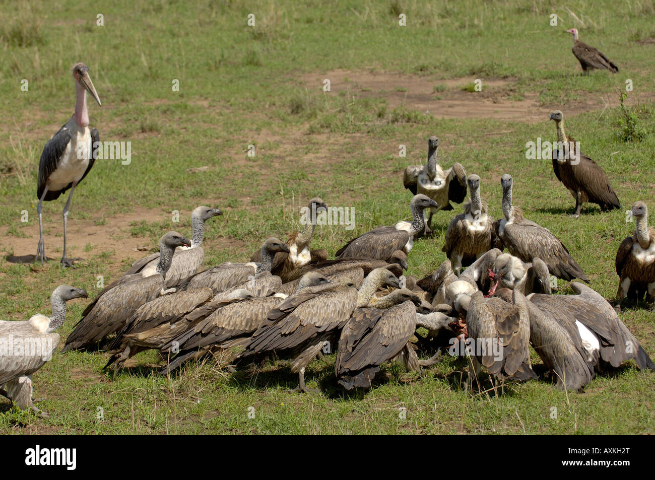 Dorso bianco Vulture Gyps africanus Masai Mara Kenya frenesia su tela Foto Stock