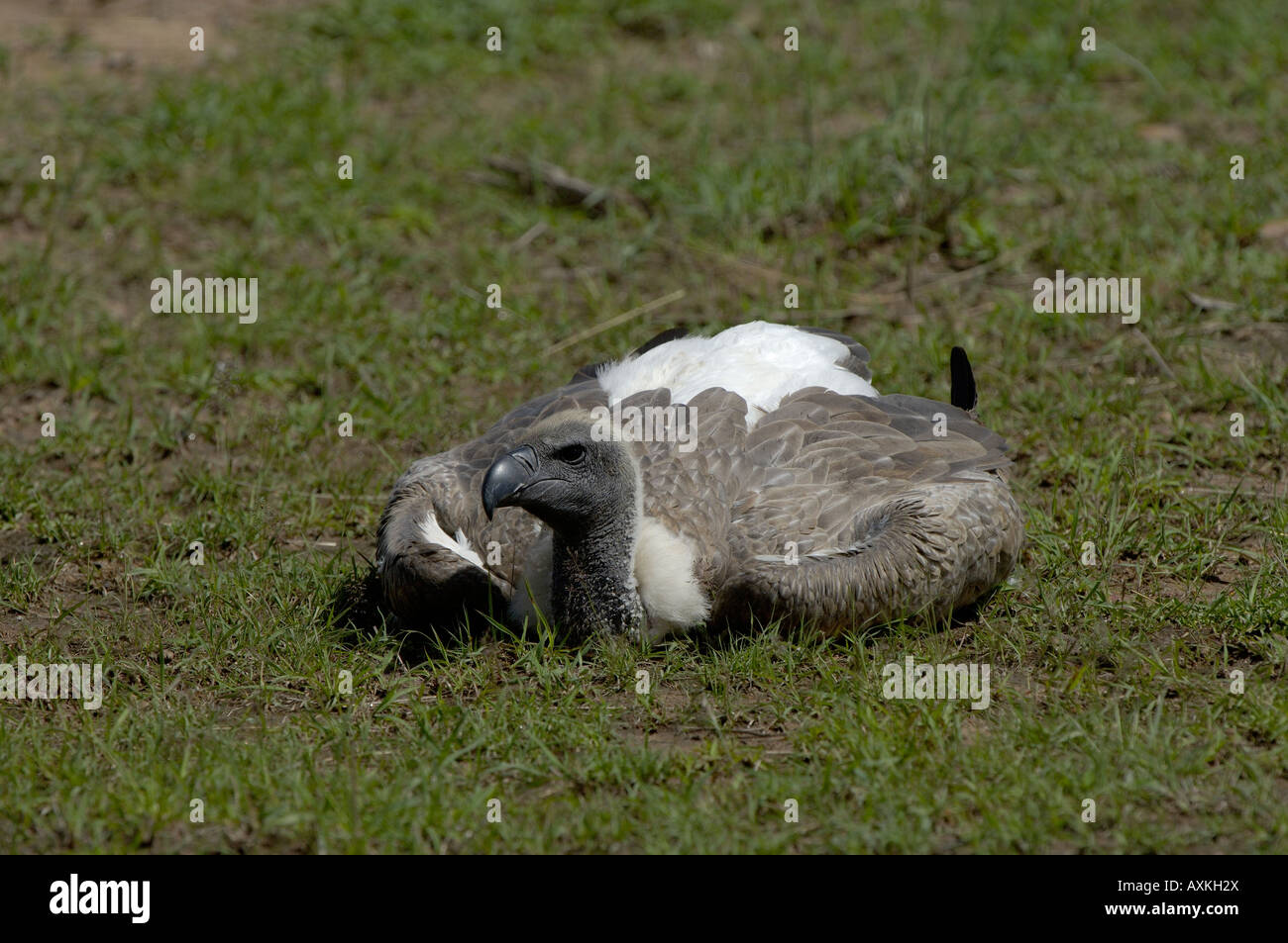 Dorso bianco Vulture Gyps africanus Masai Mara Kenya adulto in appoggio sul terreno sdraiato Foto Stock