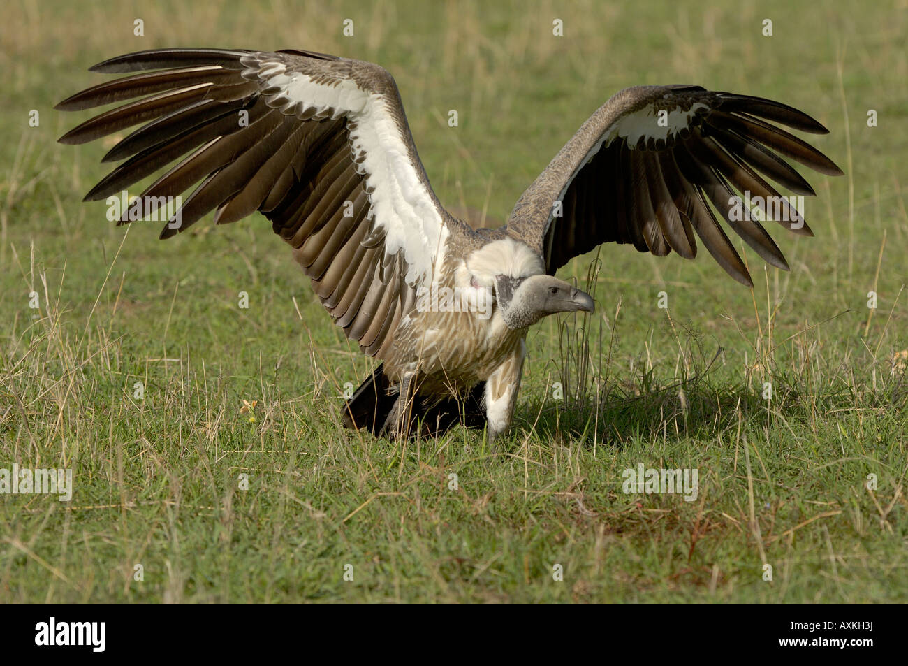 Dorso bianco Vulture Gyps africanus Masai Mara Kenya ali stese sul terreno Foto Stock