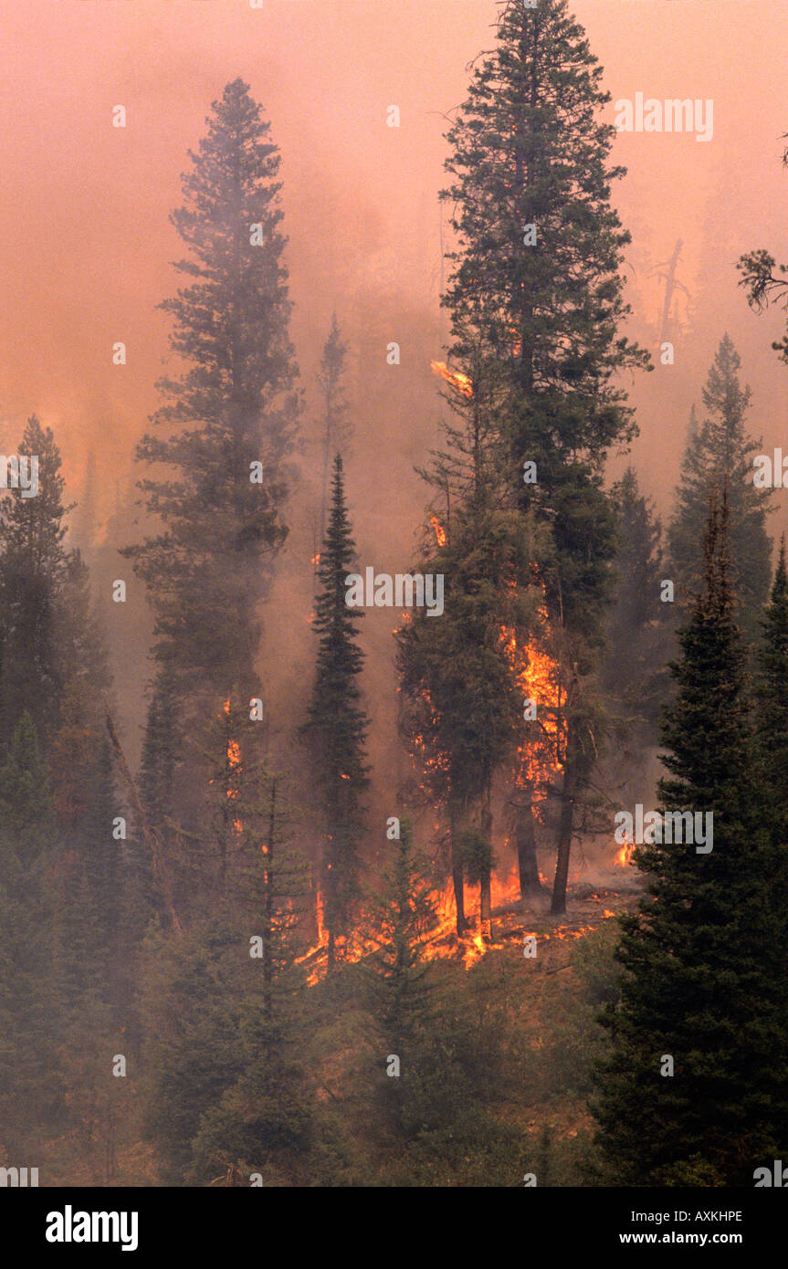 Un 1989 incendio di foresta vicino Lowman Idaho Foto Stock