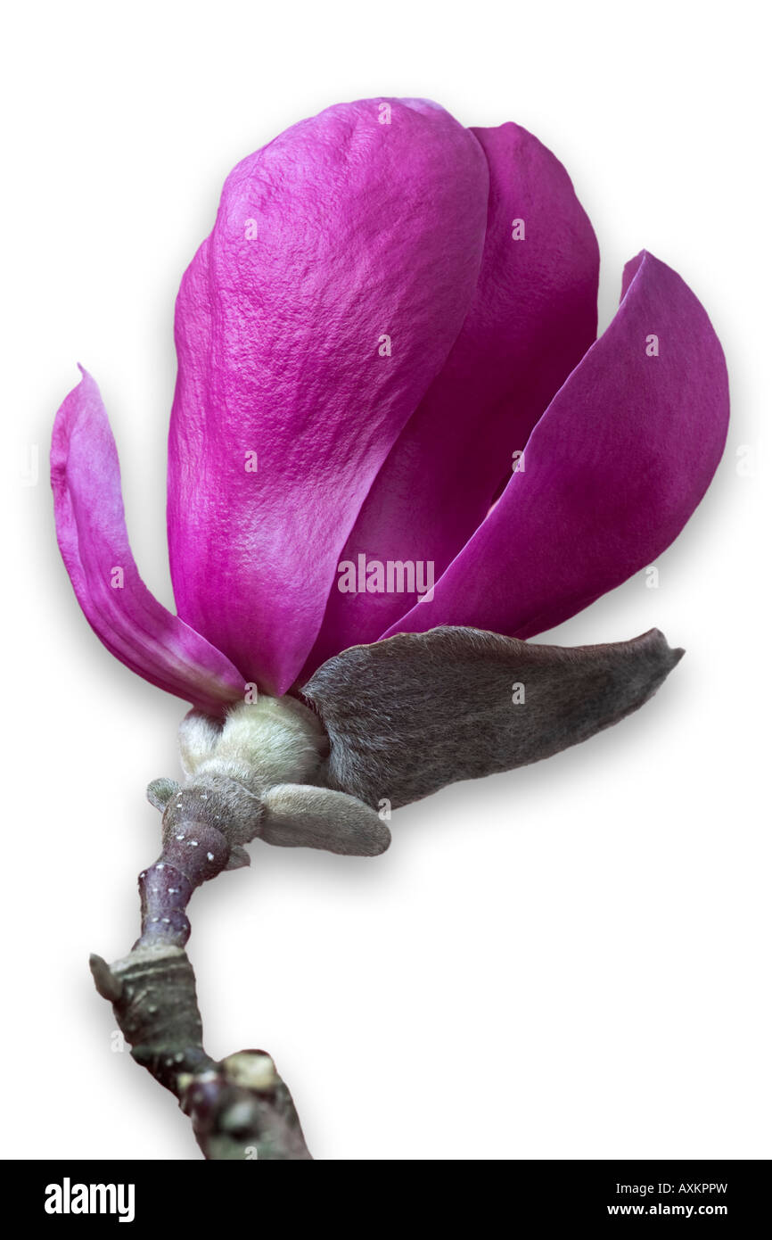 Una fioritura piattino magnolia branch ((Magnolia soulangeana x). Branche de magnolia en fleurs, photographiée en studio. Foto Stock