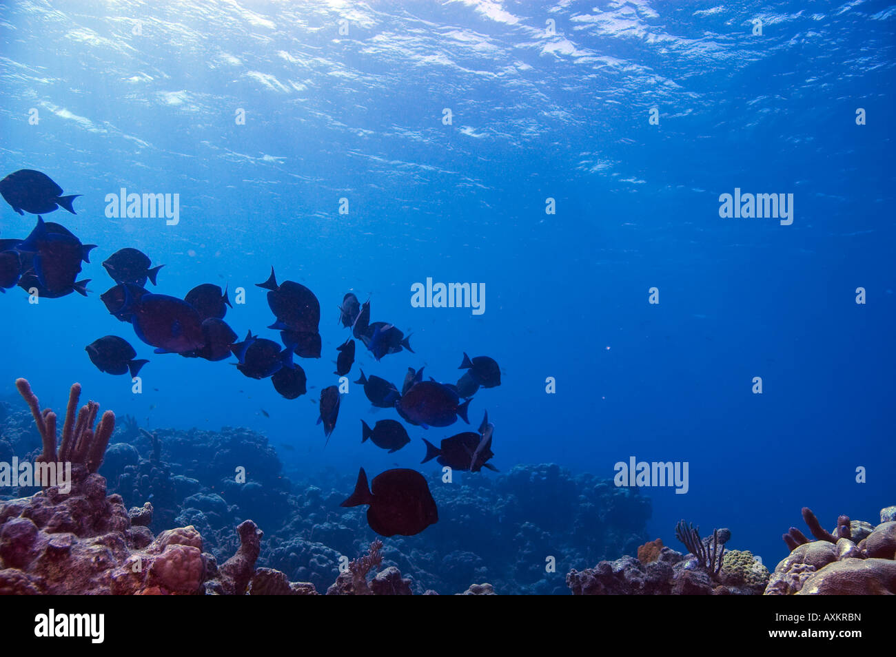 Scuola di codolo blu nuotare sopra la barriera corallina con grande distesa di acqua blu nell'oceano dei Caraibi vicino a Roatan Honduras Foto Stock