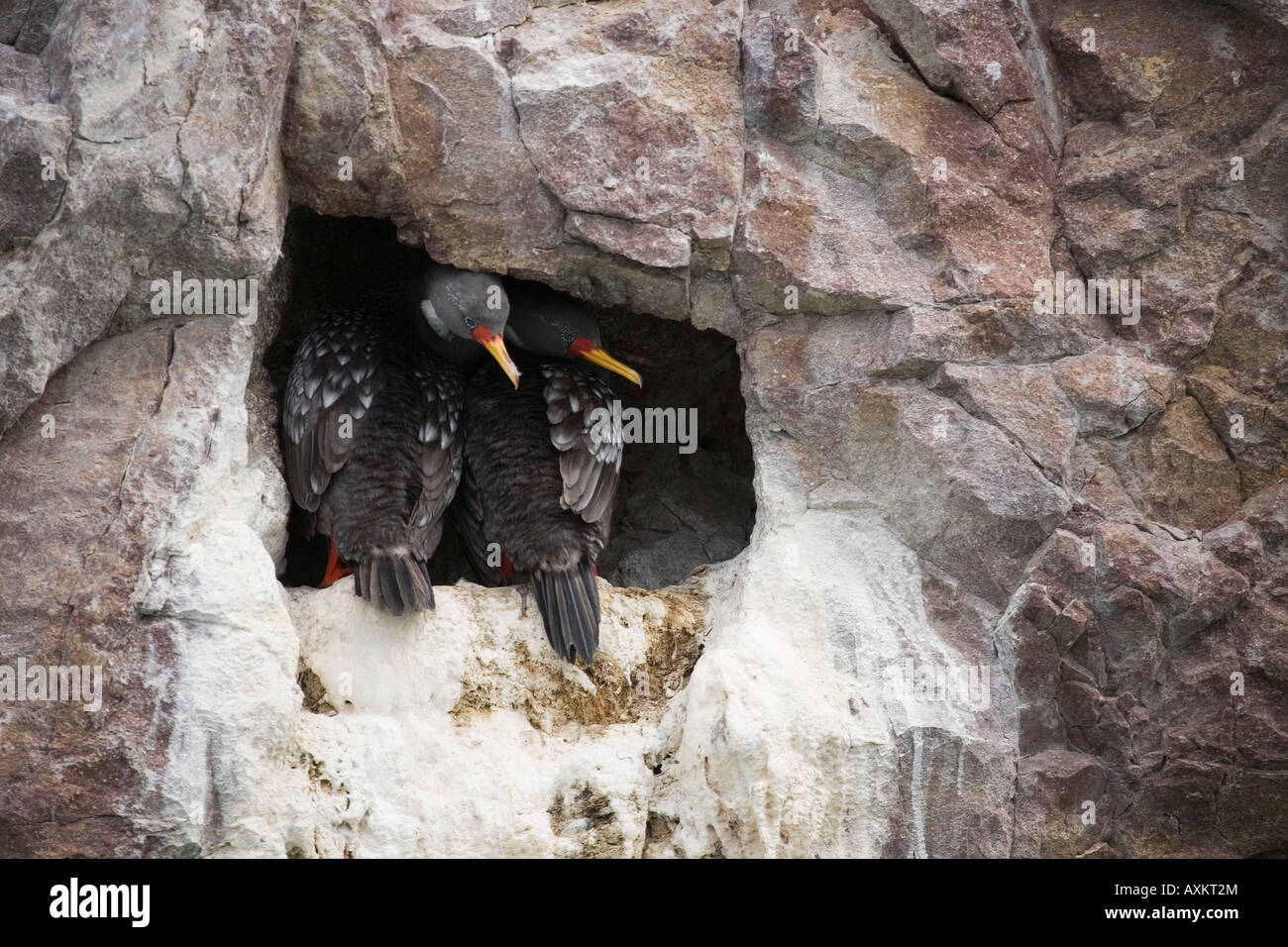 Cormoran Buntscharbe Gris zampe rosse cormorano Phalacrocorax gaimardi Foto Stock