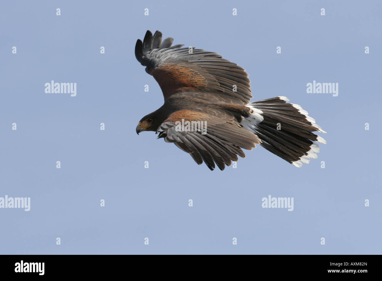 Un Harris Hawk vola con un cielo blu sullo sfondo Foto Stock