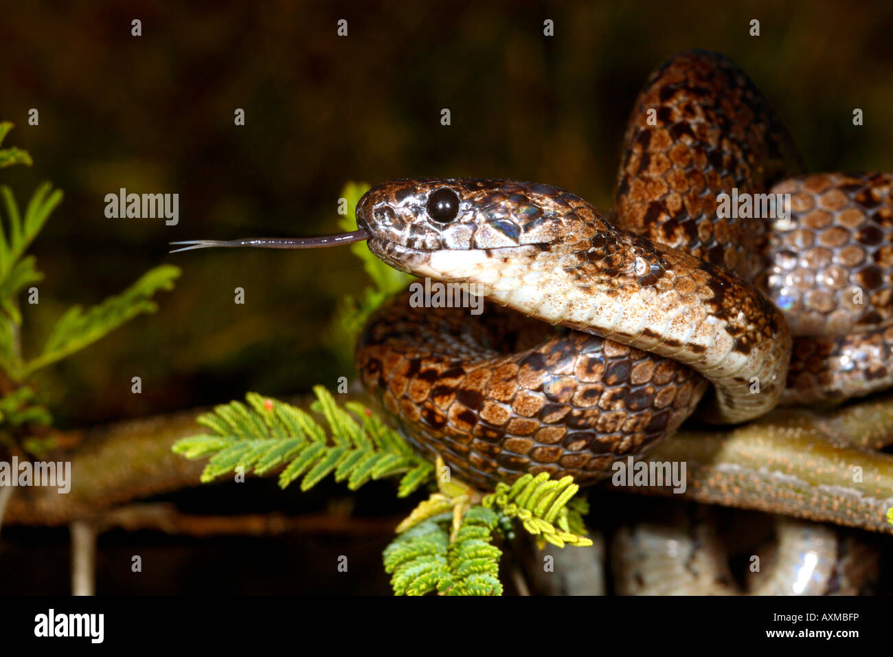 Snail eating snake (Dipsas oreas) dalle Ande ecuadoriane Foto Stock