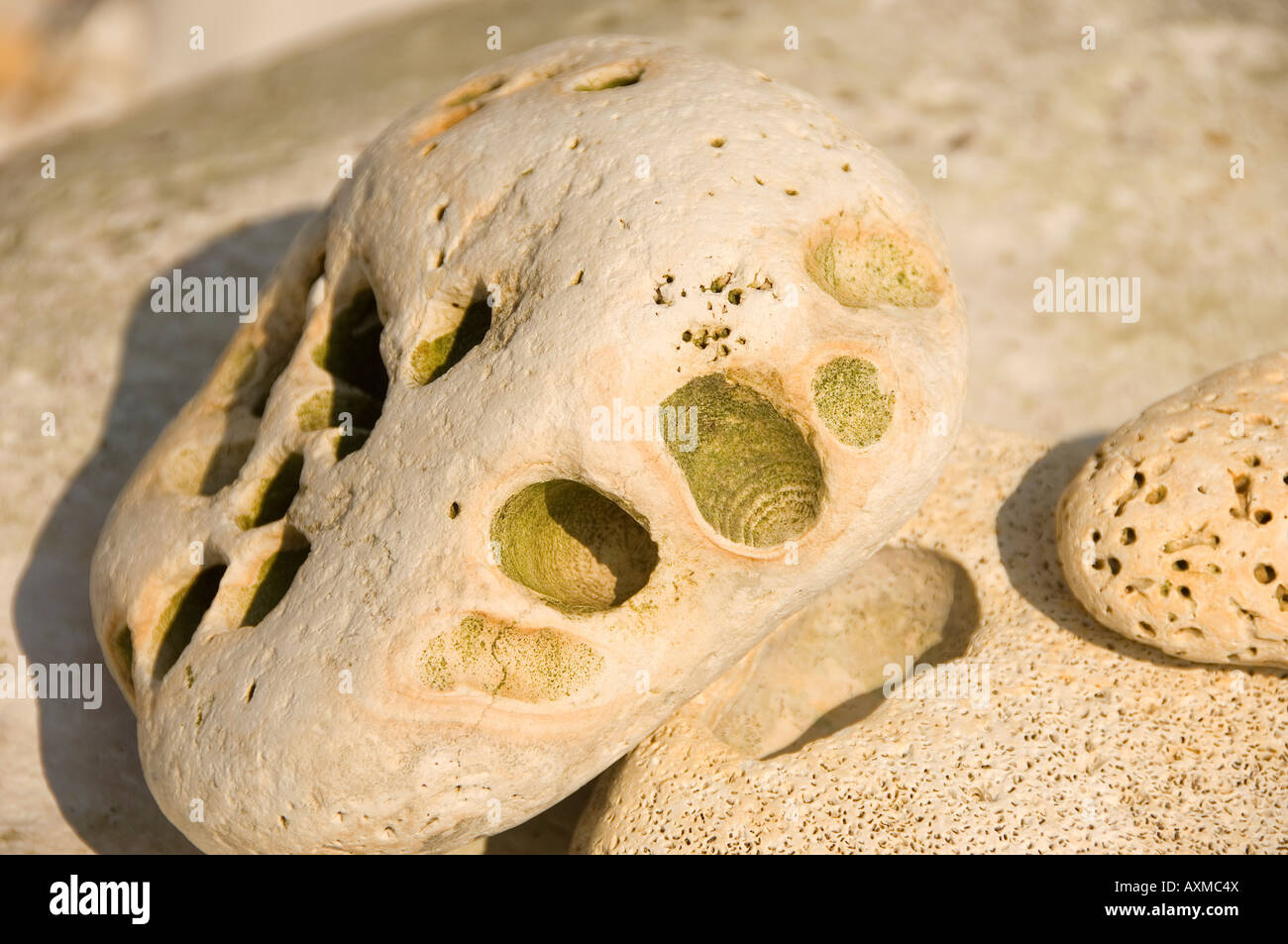 Rocce di gesso pietra pietra pietra pietra ciottoli sulla spiaggia Dettaglio Inghilterra Regno Unito GB Gran Bretagna Foto Stock