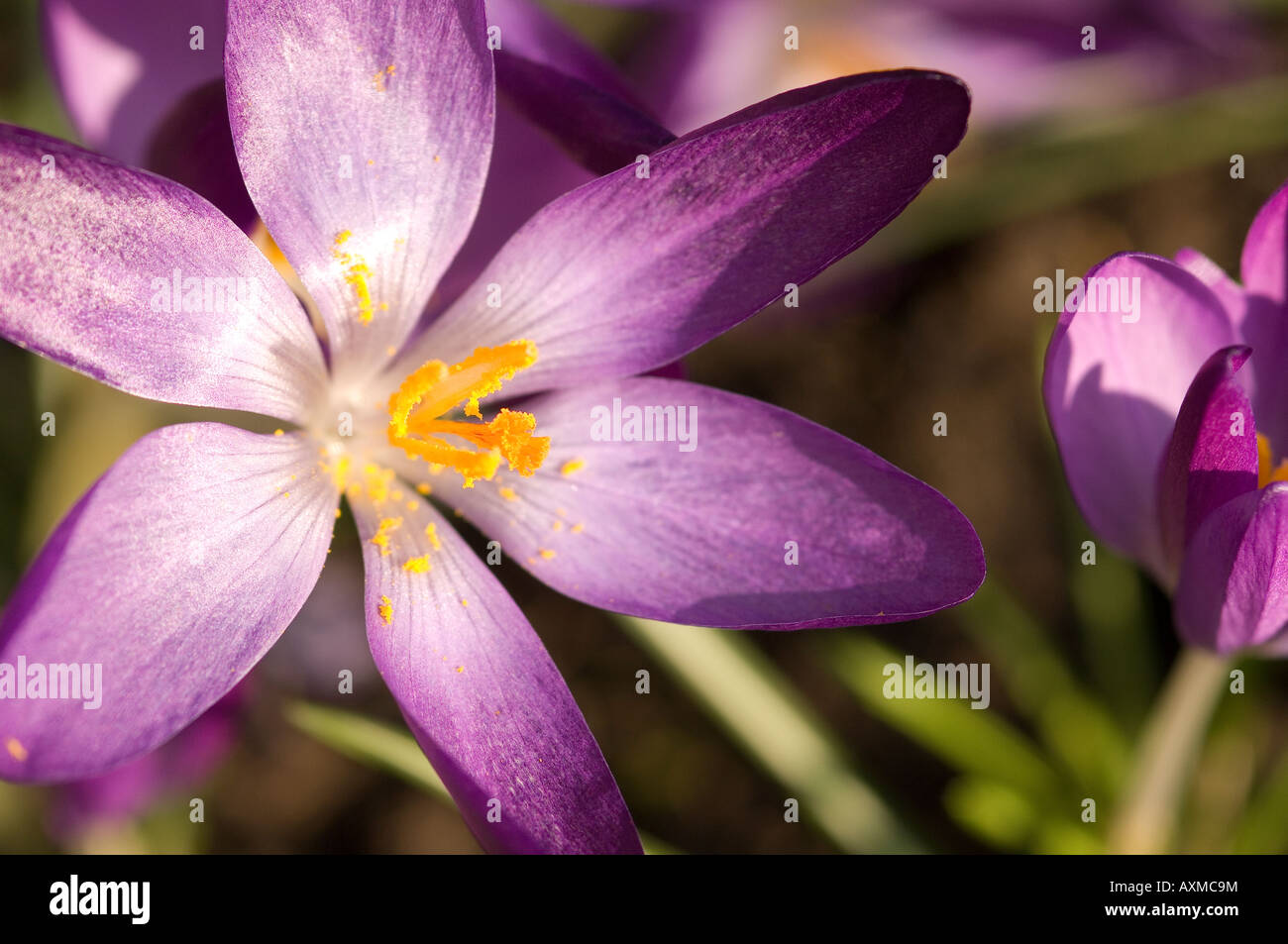 Primo piano di crocus viola crocus fiori fiore in fioritura Primavera Inghilterra Regno Unito GB Gran Bretagna Foto Stock