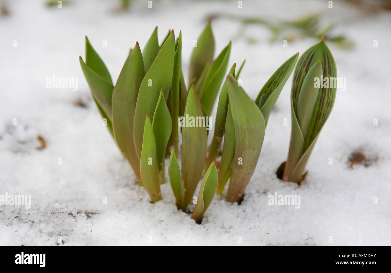 Il primo di crochi della forza della molla vi modo attraverso una leggera nevicata fresca. Foto Stock