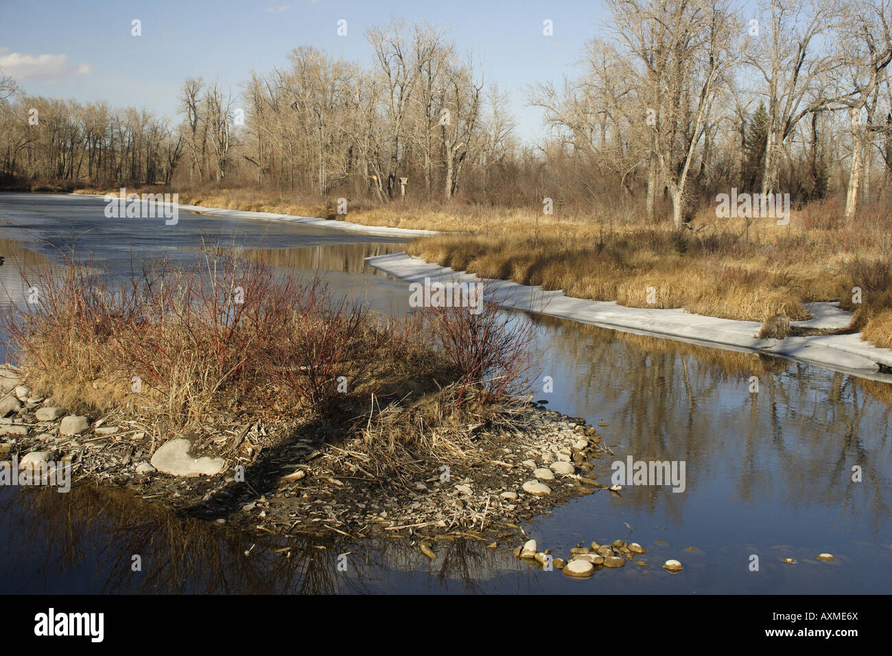 Inglewood il santuario degli uccelli in primavera, Calgary, Alberta Foto Stock