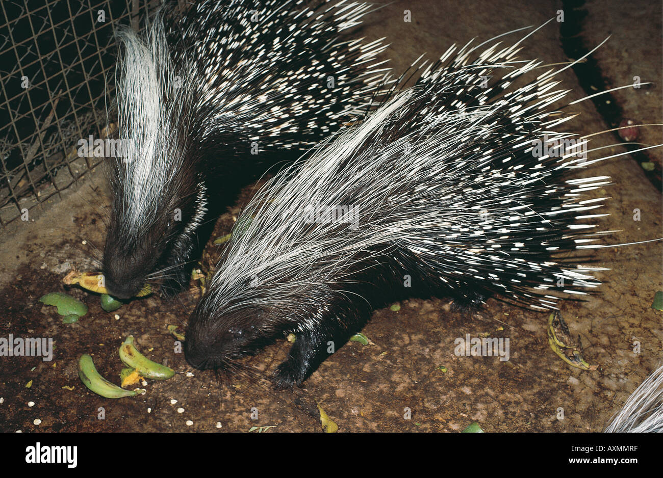 Porcupine alimentazione sulle banane nel serraglio presso un Lodge in Tanzania Africa orientale Foto Stock