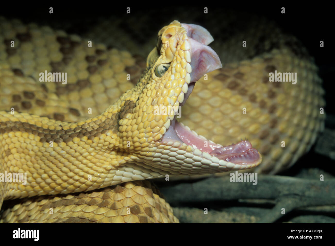 Neotropical rattlesnake (Crotalus durissus) colpisce, Messico captive Foto Stock