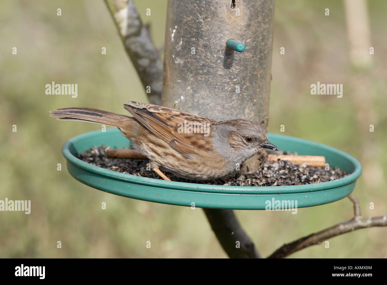 Dunnock sul Niger seed Bird Feeder Foto Stock