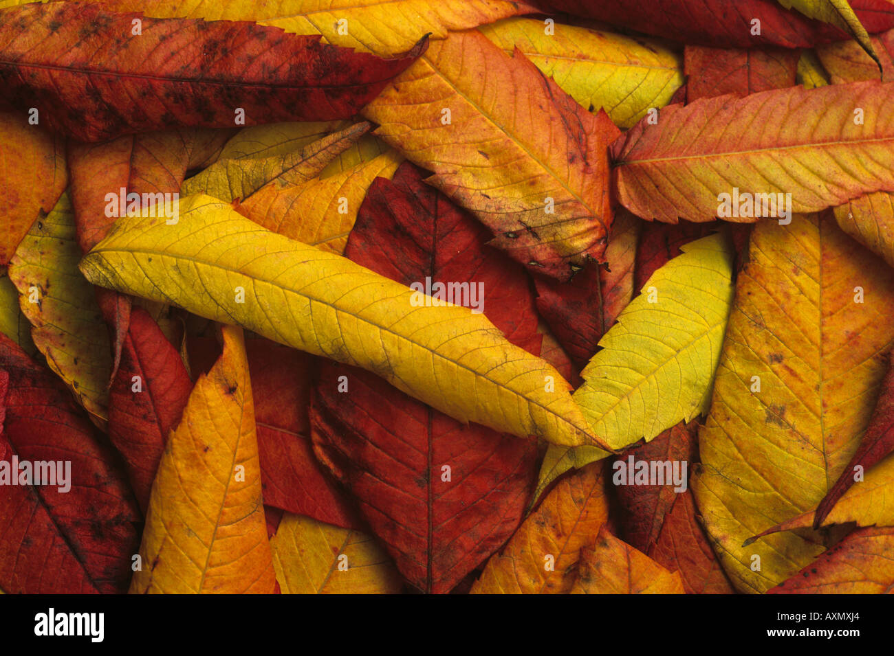 Foglie di autunno sul terreno avente caduti da alberi durante la stagione Foto Stock