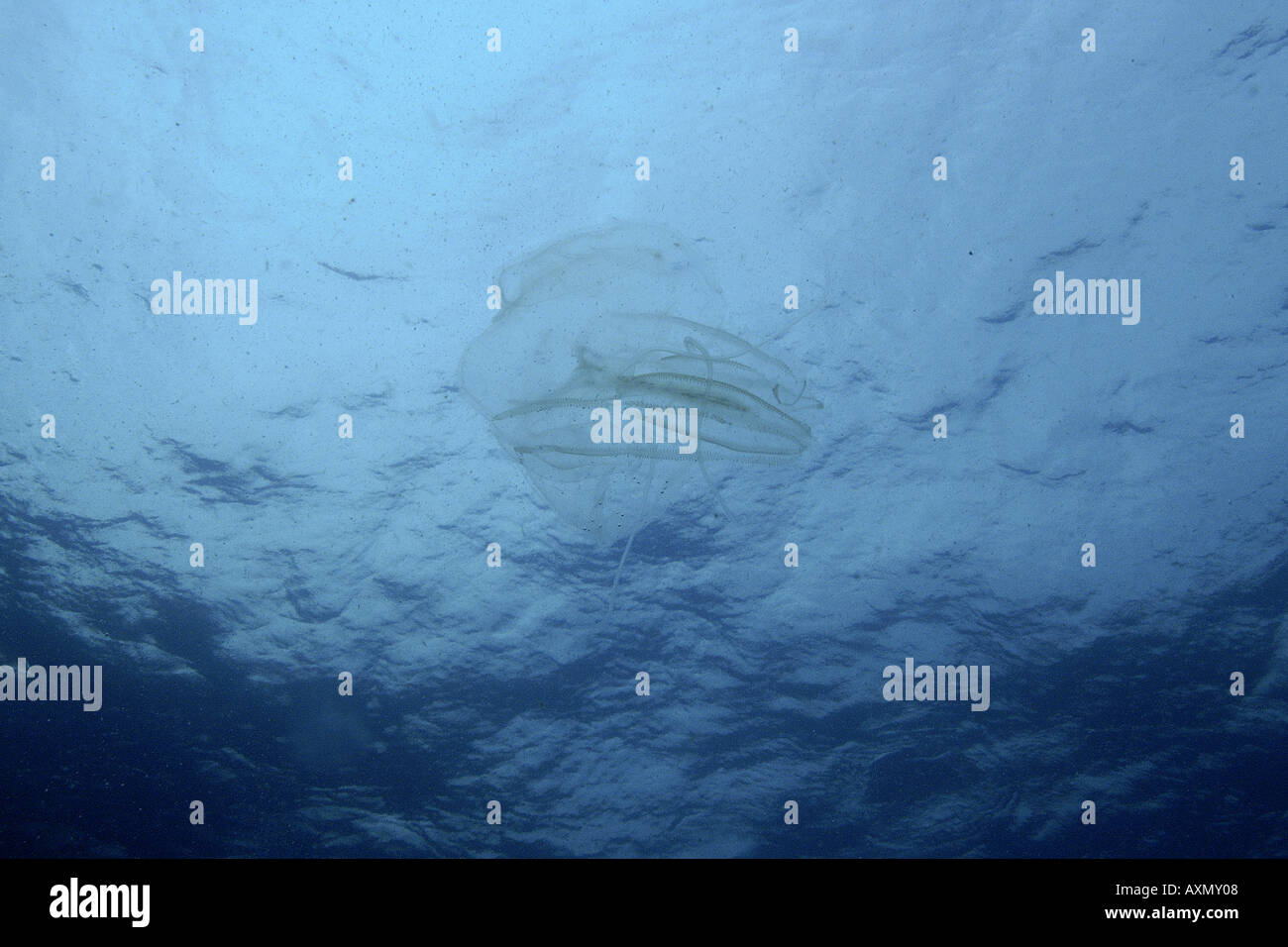 Il pettine non identificato jelly o ctenophore in oceano aperto Malapascua Cebu Filippine Foto Stock