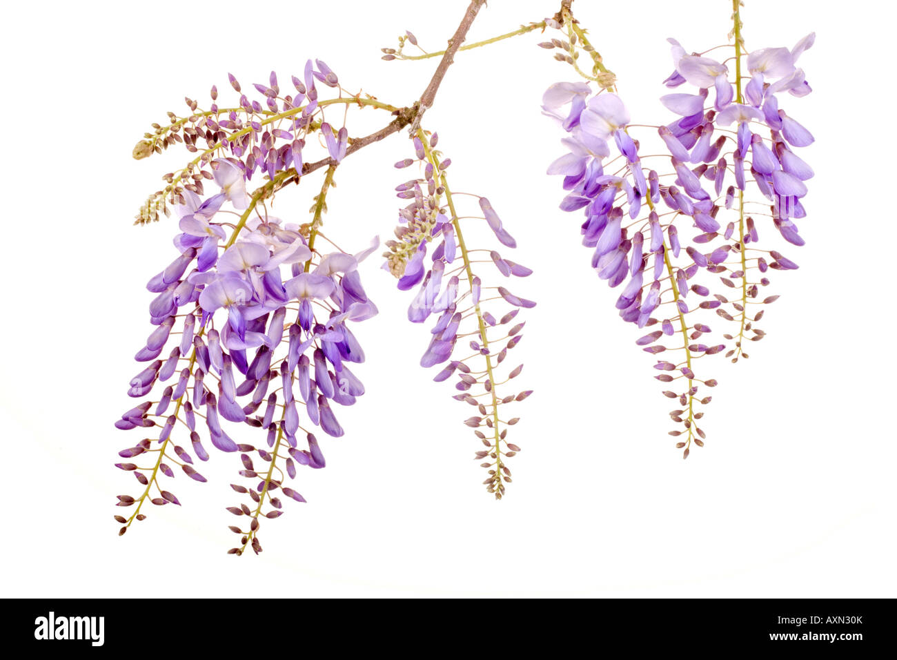 Fresco di glicine viola fiori isolati su sfondo bianco Foto Stock