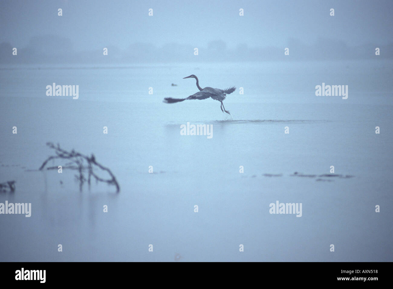 Un Airone Blu di prendere il volo al tramonto sulle acque della laguna di Bolinas Foto Stock
