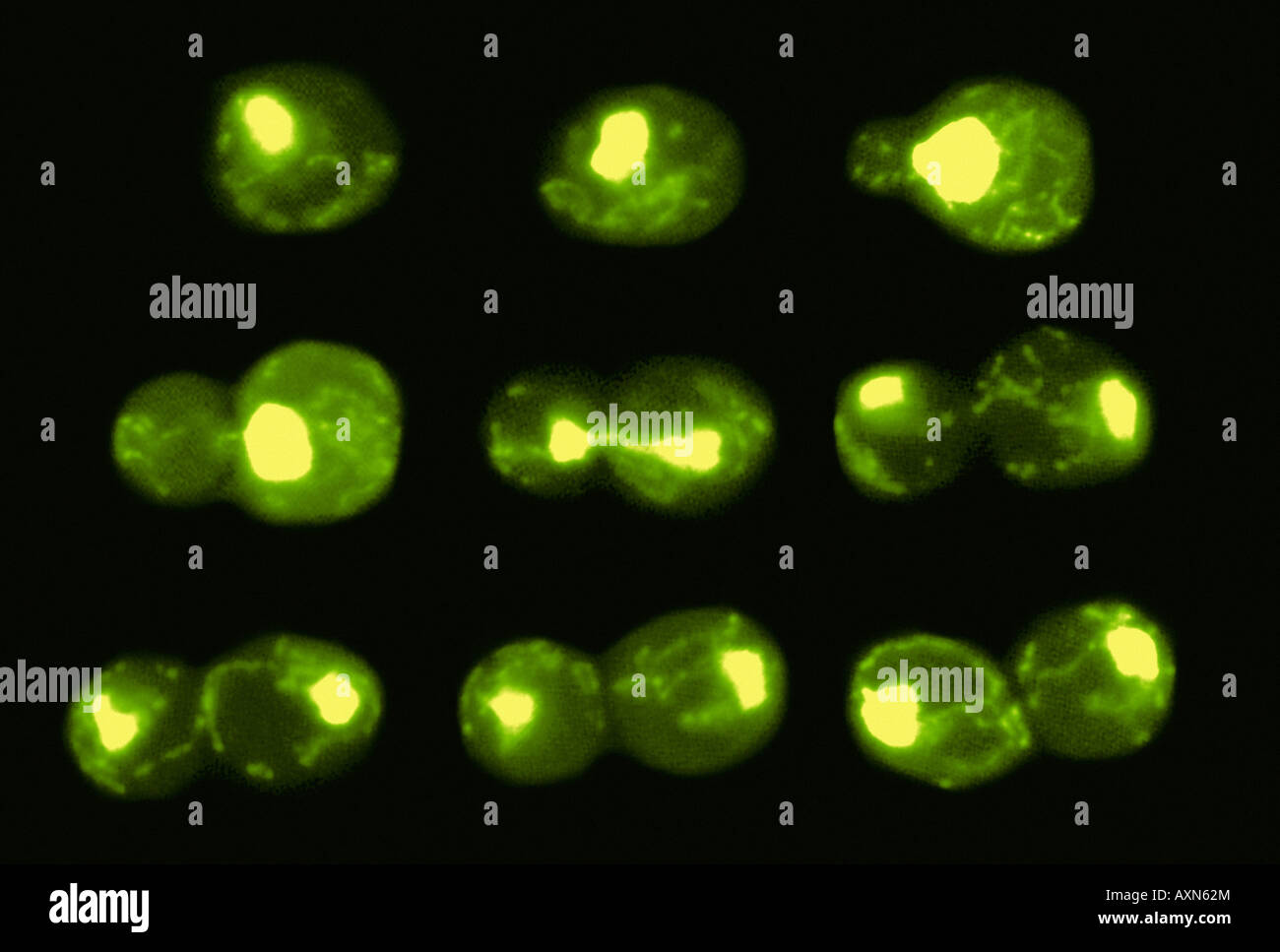 La meiosi completa del ciclo cellulare che mostra in ordine cronologico,  fasi di riproduzione Foto stock - Alamy