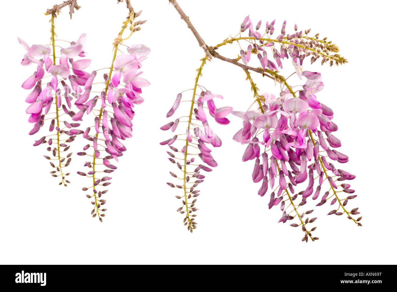 Rosa fiori di glicine panchina isolati su sfondo bianco Foto Stock