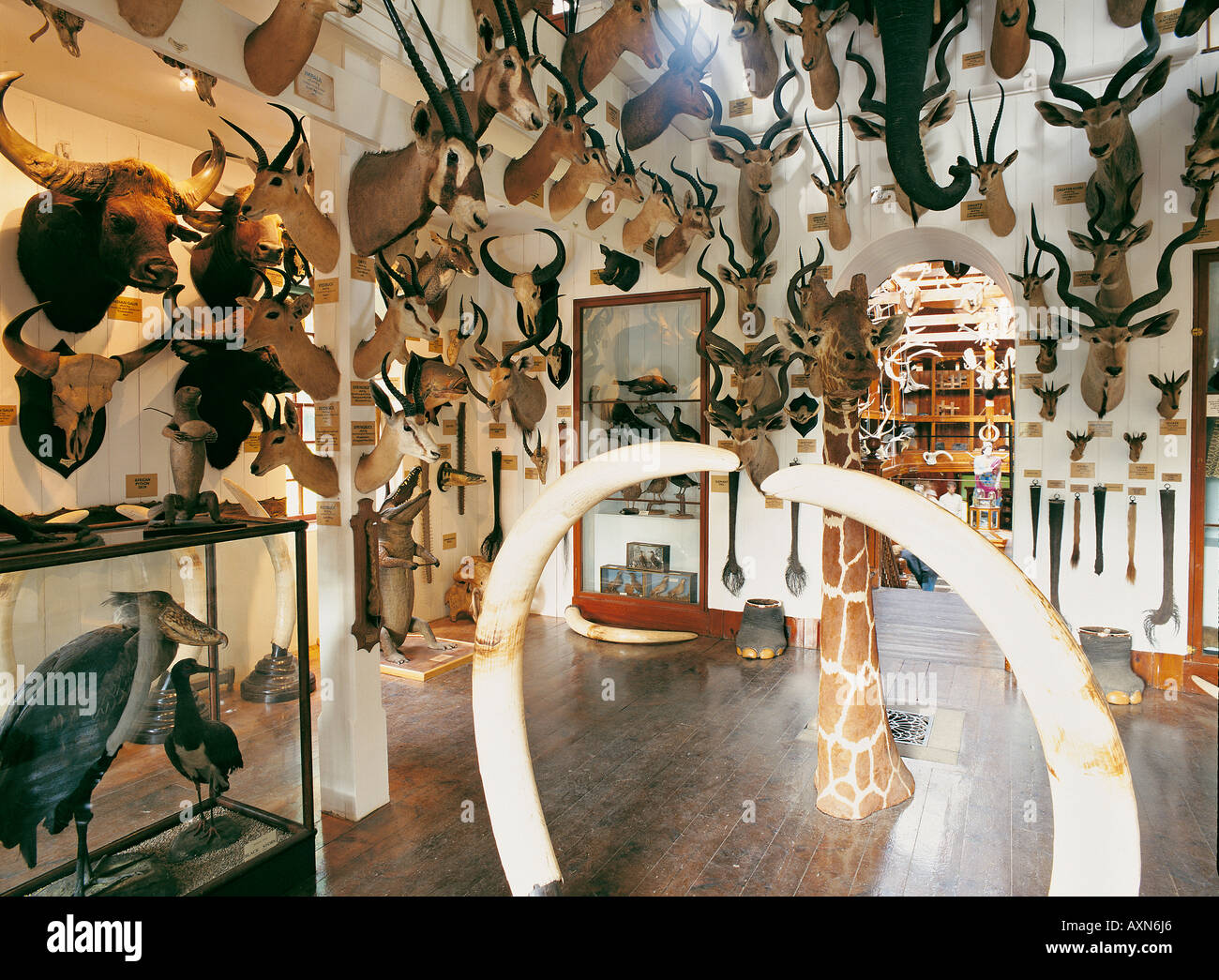 Trofei di caccia e raccolta Dunrobin Castle, stile francese a casa del duca di Sutherland. Regione delle Highlands, N.E. La Scozia, Regno Unito Foto Stock