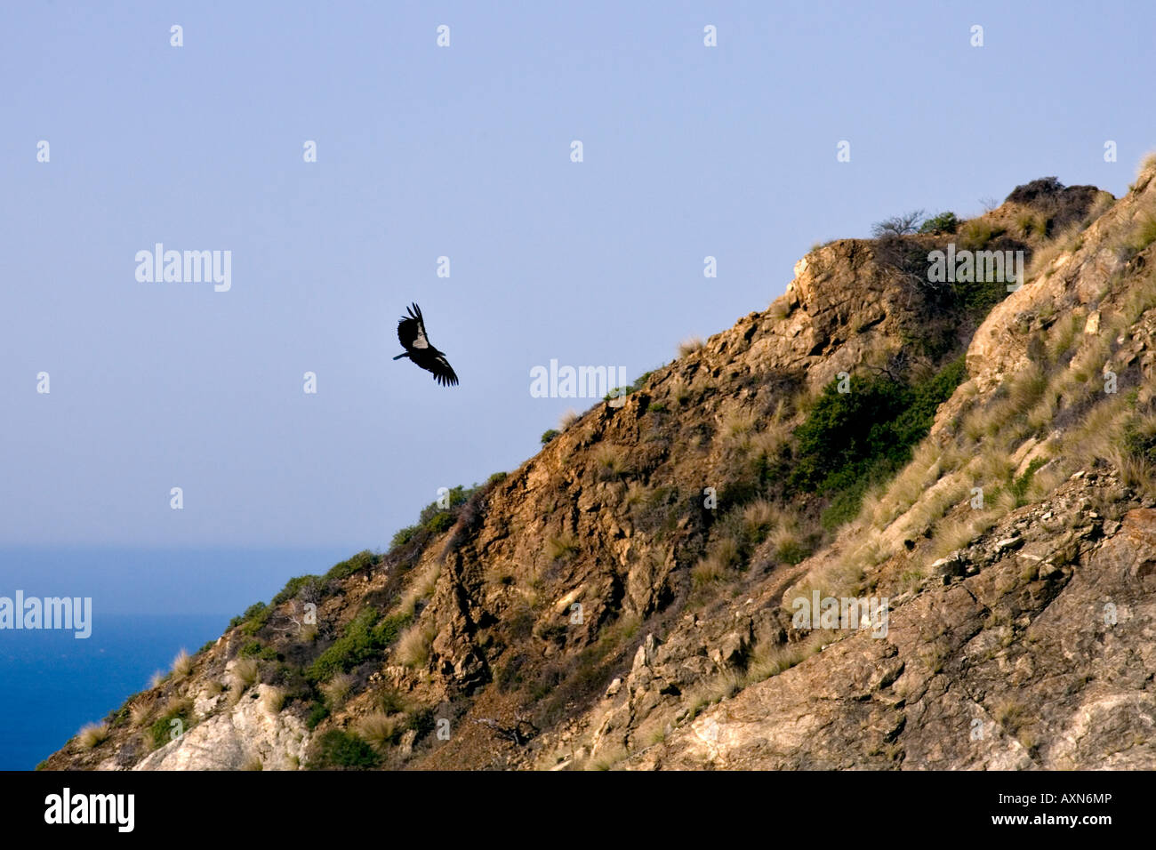 In via di estinzione California Condor soaring oltre il Big Sur Costa e il Pacifico Foto Stock