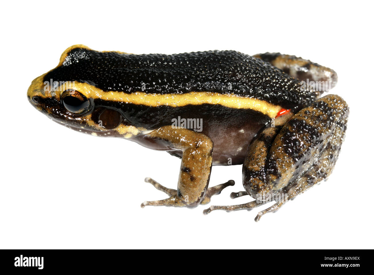 Amazon ant nest frog (Lithodytes lineatus) Foto Stock