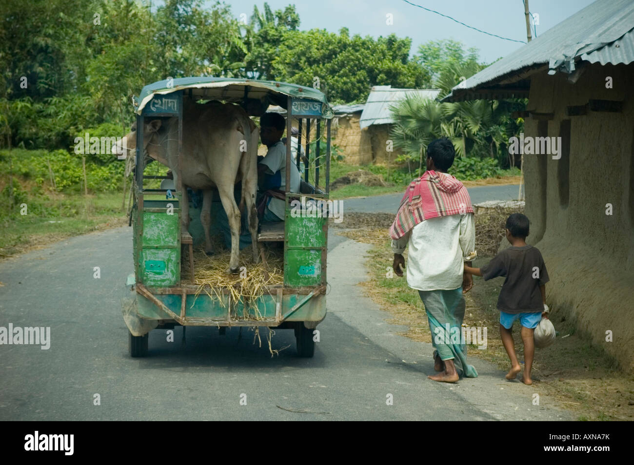 Mucca di essere trasportati su un rickshaw in India rurale Foto Stock