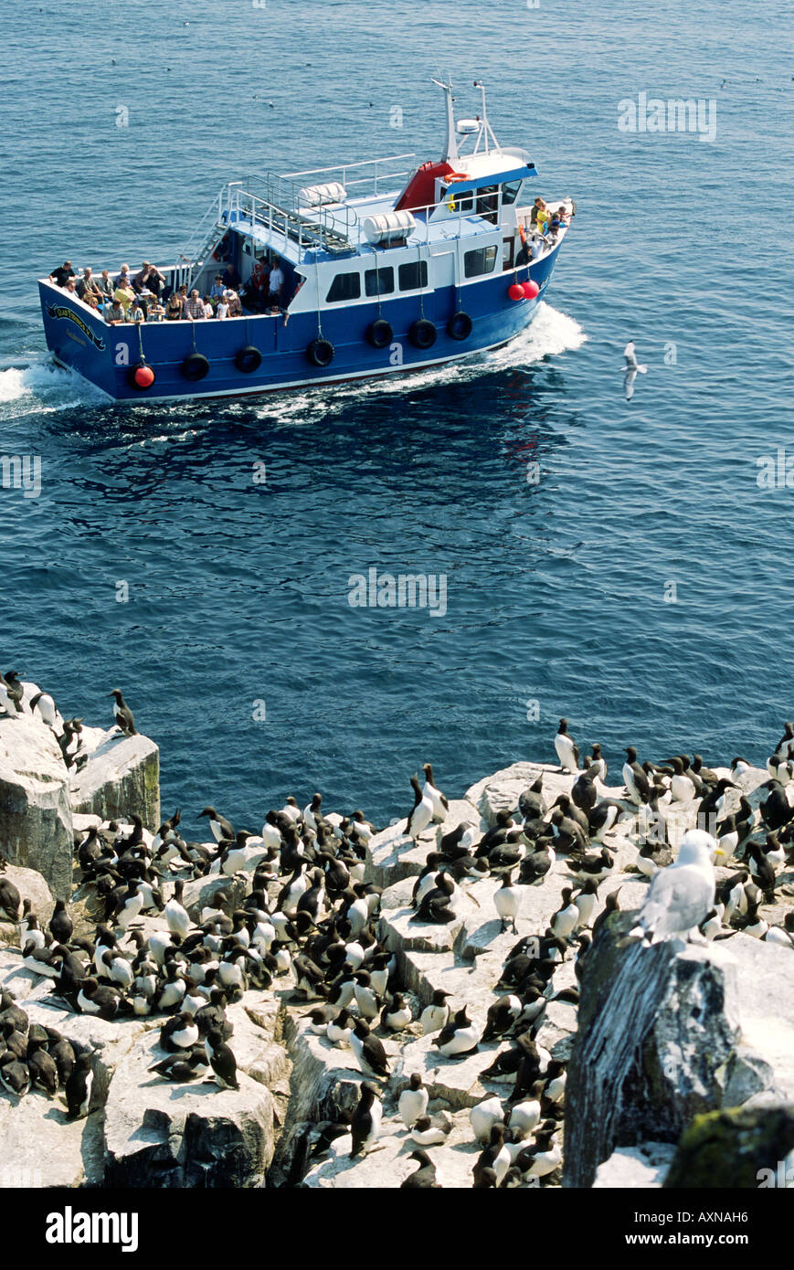 Gli amanti del birdwatching e turisti vista guillemots nesting su Bird Sanctuary scogliere di farne interna Isola, Northumberland, Inghilterra. Foto Stock
