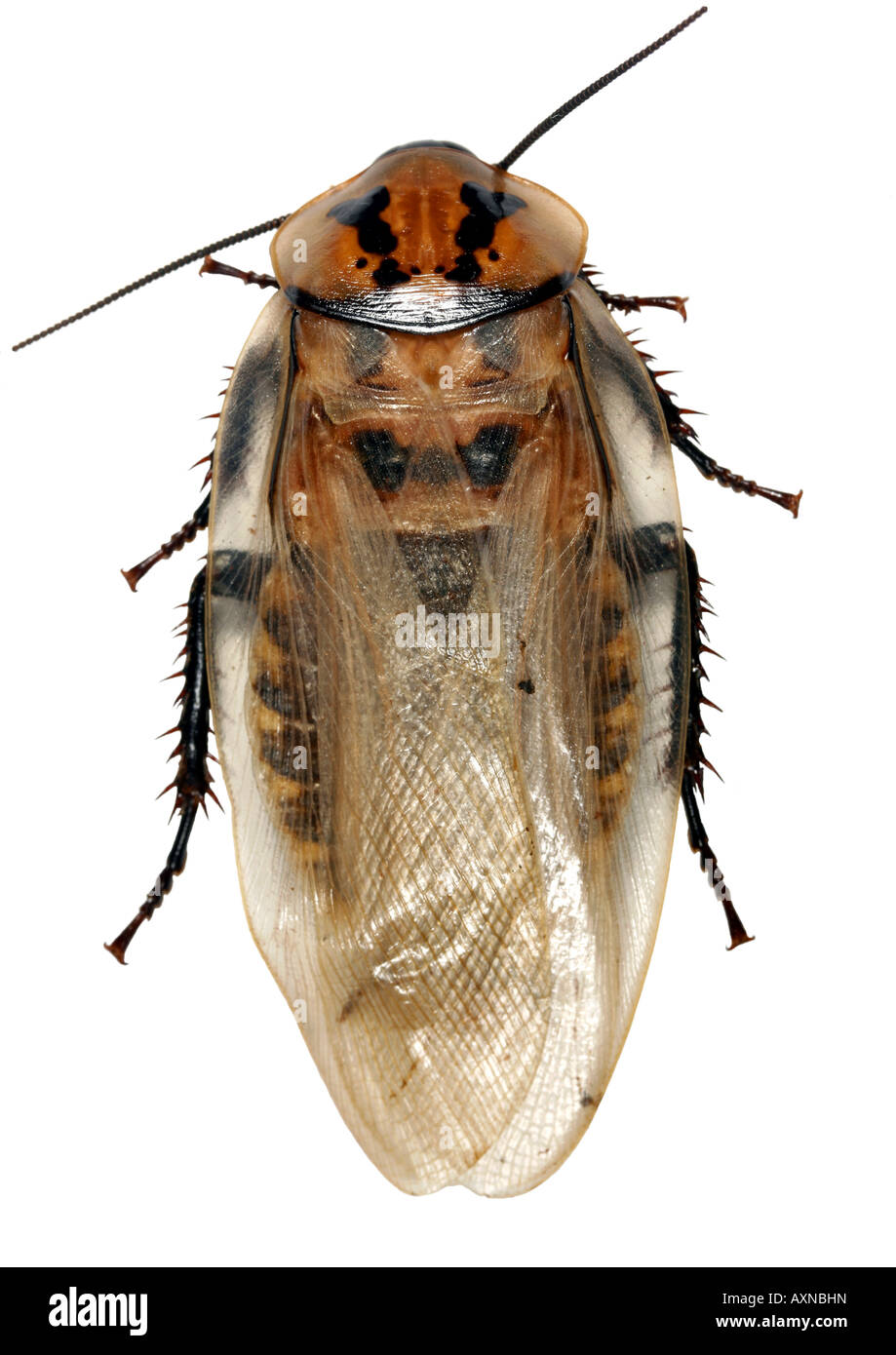 Testa di morte scarafaggio (Blabberus sp.) dall'Amazzonia ecuadoriana Foto Stock