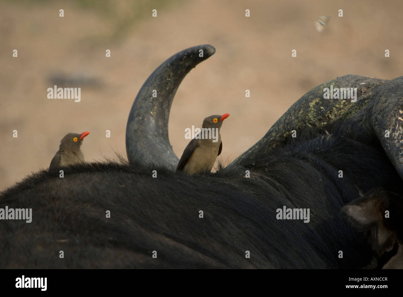 Due red-fatturati oxpeckers seduta sul dorso di un bufalo africano Foto Stock