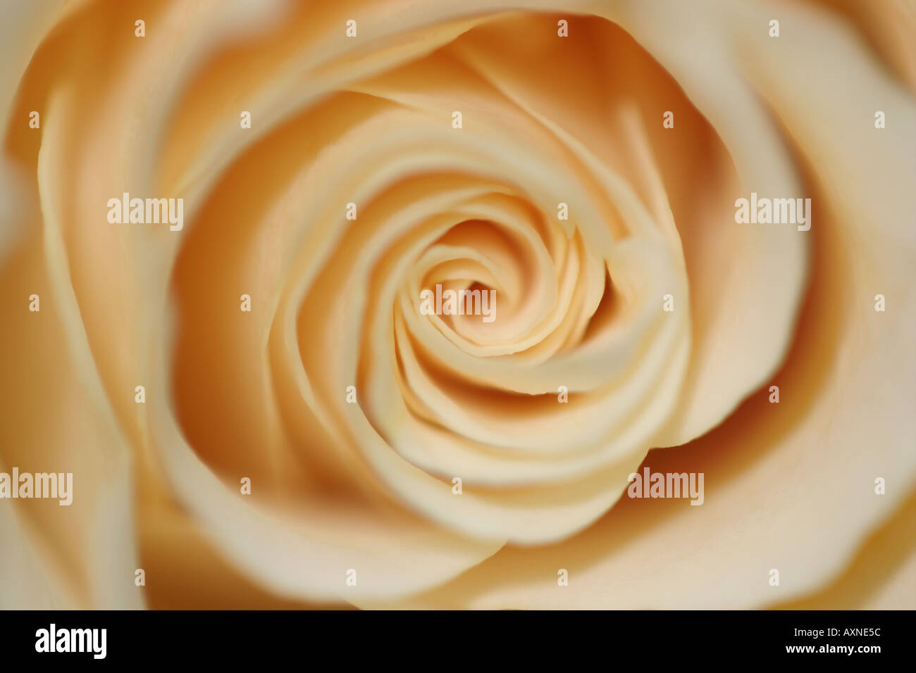 Rosa gialla con soft focus Foto Stock