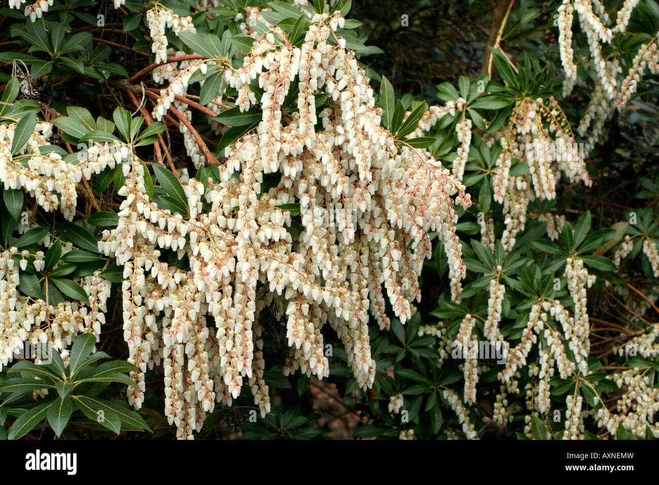 Sarcococca FIRECREST AGM a pieno fiore alla fine di marzo Foto Stock