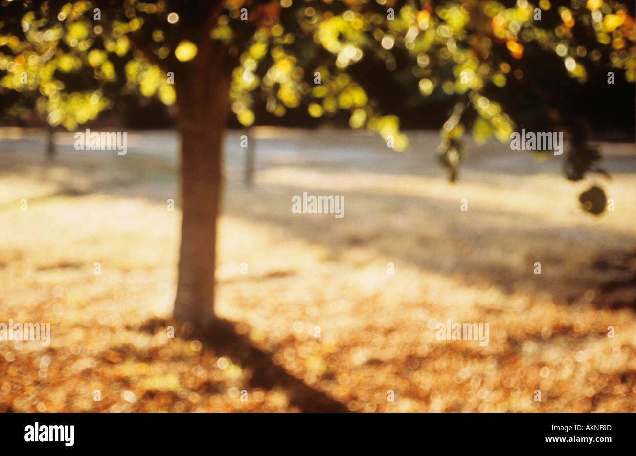 Retroilluminato impressionista autumn tree con caduta foglie nel parco Foto Stock