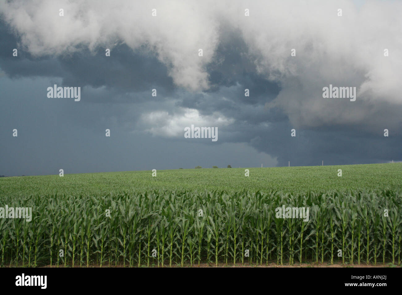 Nuvole temporalesche al di sopra di un campo di grano in Iowa Foto Stock