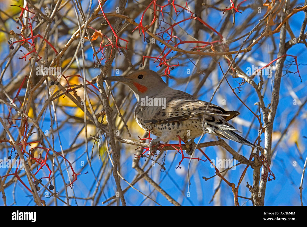 Maschio o settentrionale Red-Shafted sfarfallio (Colaptes auratus cafer), Aurora, Colorado noi in caduta. Foto Stock